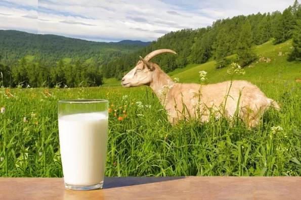 Manfaat Susu Kambing Etawa untuk Sistem Pernafasan