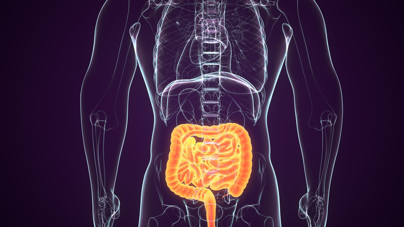 Usus halus merupakan tempat dimana makanan yang kamu konsumsi dipecah jadi nutrisi penting yang diserap oleh tubuh